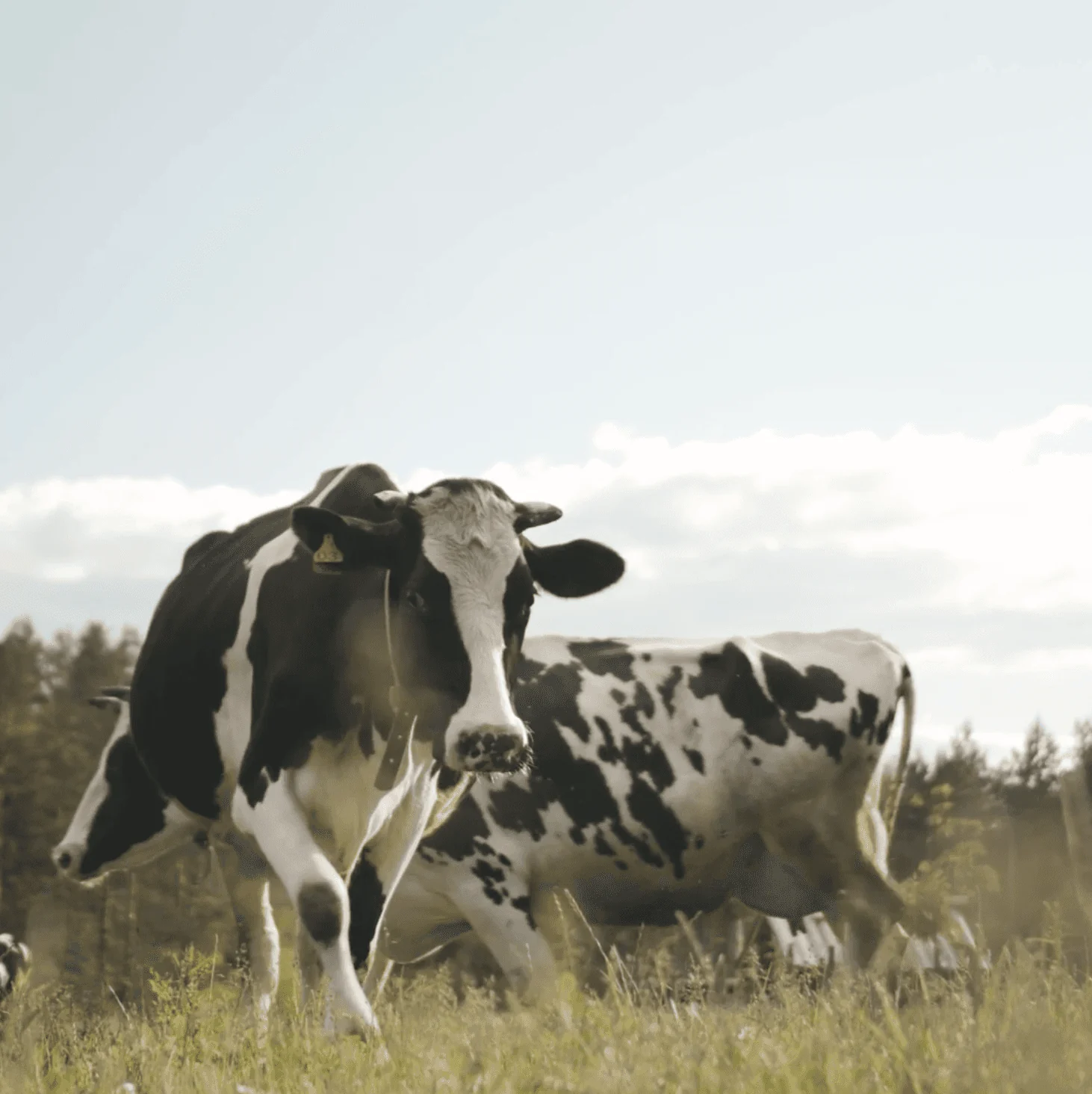 Pasture scene with grazing cows, reflecting Nom Nom Milk’s calm, traceable dairy origins